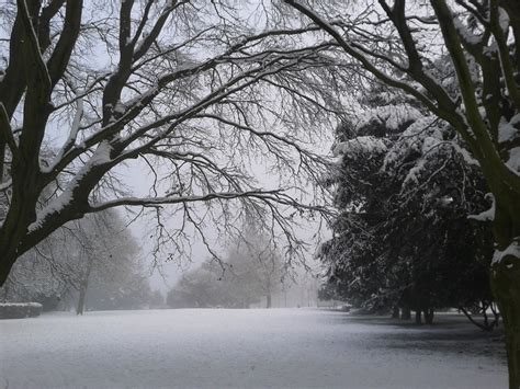 Mysterious Winter Free Stock Photo Public Domain Pictures