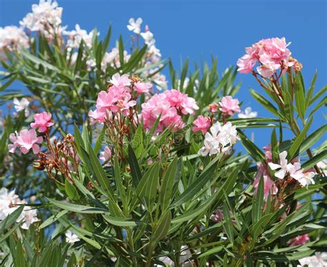Pink Oleander Plant Flowers That Blossomed In Summer In The Sunn Stock