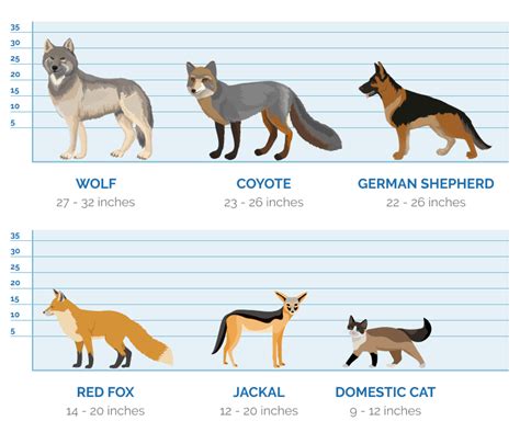 How Big Are Coyotes Compared To Dogs Size Chart And Key Differences Hepper