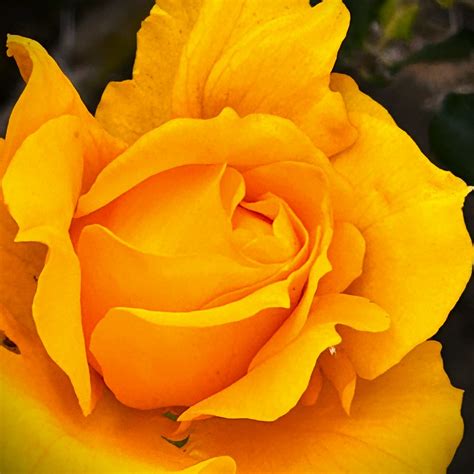 Yellow Rose Blooming Rose Monica Hernandez Flickr
