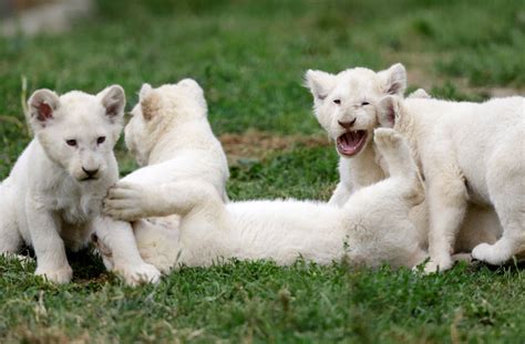 Naughty Cutest Babies Lion Image Funnyexpo