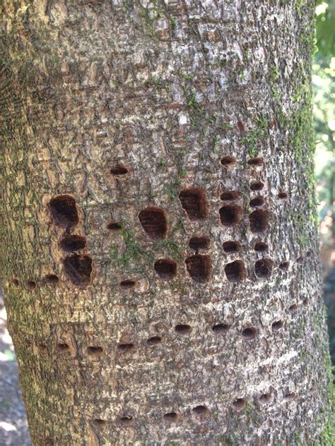 Holes In Laurel Bark Pest Or Infection 179754 Ask Extension