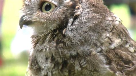 A Cute Little Screech Owl Youtube