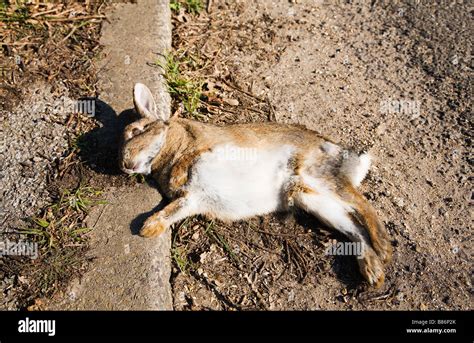 A Dead Rabbit Lying At The Side Of A Country Road Uk Stock Photo Alamy