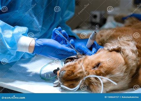 Veterinary Dentistry Dentist Surgeon Veterinarian Cleans And Treats A