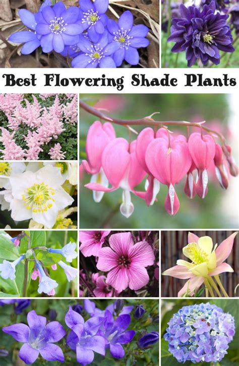 10 Best Flowering Shade Plants Hello Farmhouse