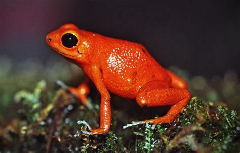 Roter Frosch Foto And Bild Tiere Wildlife Amphibien And Reptilien Bilder Auf Fotocommunity