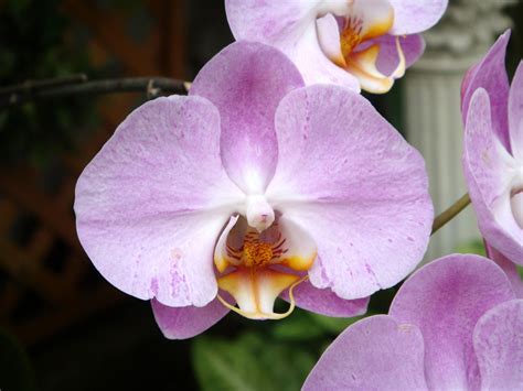 HOA PHONG LAN VIỆT VIETNAM ORCHIDS orchids Hoa lan Cosmo Dracula