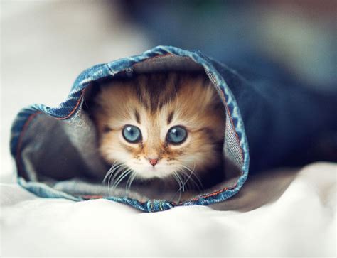 Very Cute Kitten 17 Pics