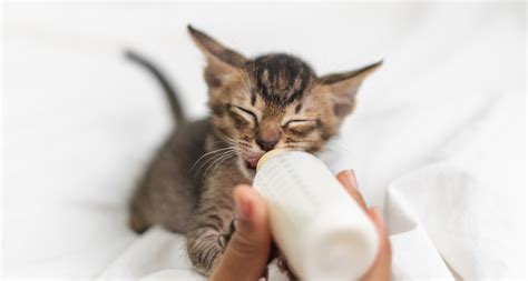 What To Feed Kittens Kitten Feeding Guide For Every Lifestage