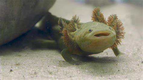 Axolotls (ambystoma mexicanum) are amphibians belonging to the single living genus of the family axolotls can grow on average to a length of 9 inches (20 centimeters), but some have grown to more. Mexican Nuns Work to Save Endangered Salamander
