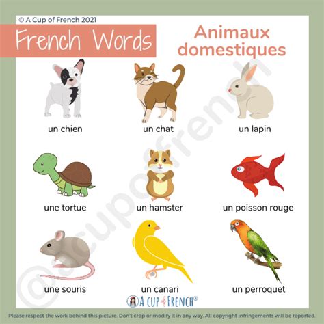 Word Animals In French