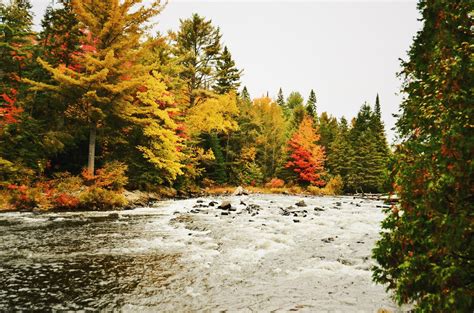 Autumn at Algonquin Provincial Park : canada