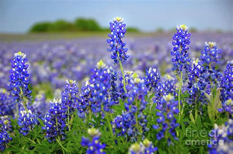 It's part of the iris family and its leaves look like tall grass blades. Texas Blue - Texas Bluebonnet Wildflowers Landscape ...