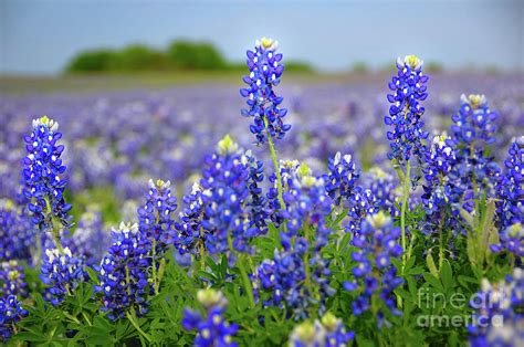 Maybe you would like to learn more about one of these? Texas Blue - Texas Bluebonnet wildflowers landscape ...