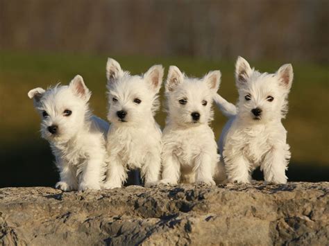Lil Dog Whisperer Fun And Feisty The West Highland Terrier