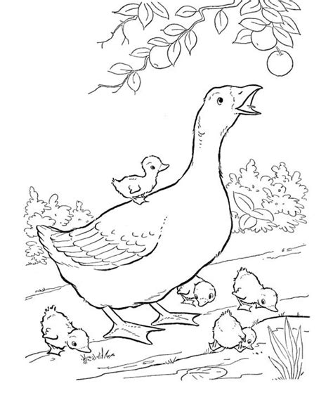 goose   babies coloring page netart