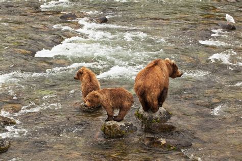 Brown Bear Ursus Arctos Sow With Two Yearling Cubs Standing On