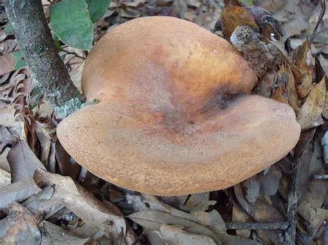 Live Oak Florida Mushroom Photos Mushroom Hunting And Identification