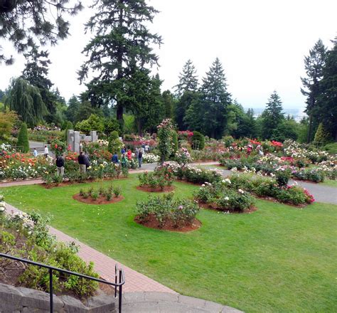 The shakespeare garden, miniature rose garden, the golden award garden and the royal rosarian garden. Portland's International Rose Test Gardens at Washington ...