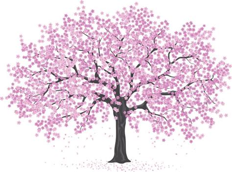 Japanese Cherry Blossom Tree Illustrations Royalty Free Vector