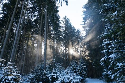 Beautiful Winter Wonderland Forest Stock Photo Image Of Dark Heaven