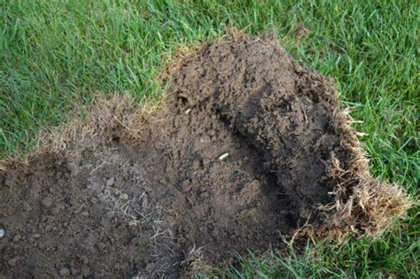 Skunks Digging Moles Tunneling Why Are They Digging Up My Lawn