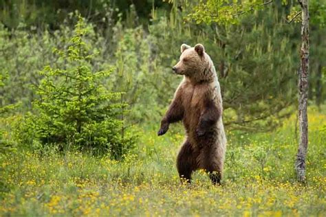 Average Height Of A Grizzly Bear Standing Up