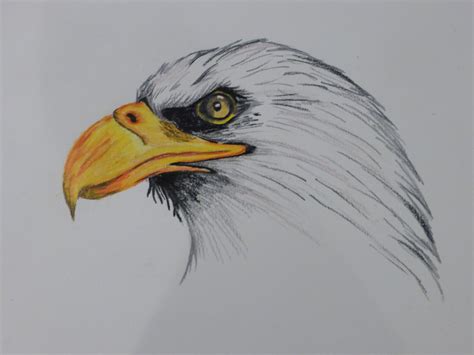 Maybe you would like to learn more about one of these? Bald Eagle Colored Pencil Drawing Print