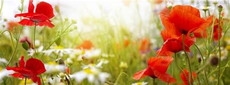 Poppy Flowers On A Green Field Facebook Cover