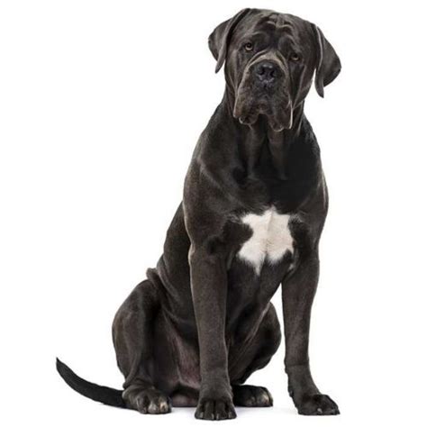 Cane Corso Dog Breed Information Images Characteristics Health