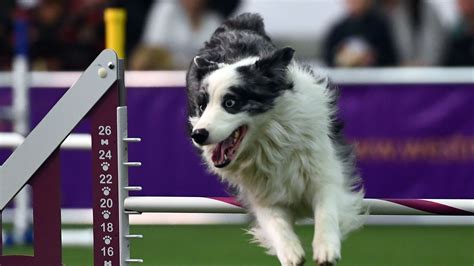 Westminster Dog Show 2017 Tv Channel And Full Schedule
