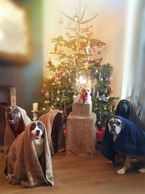 Dueling Dog Nativity Scenes For Your Christmas Eve Bobs Blitz