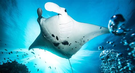 Top Places To See And Swim With Manta Rays Oceanic Worldwide