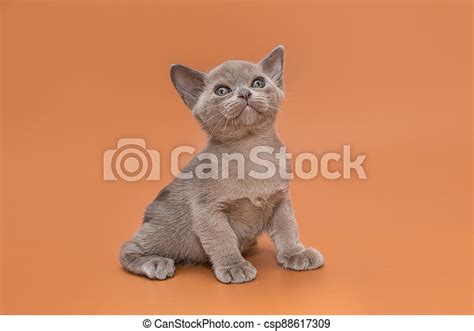 Kitten Of The European Burmese Gray Color On A Yellow Background