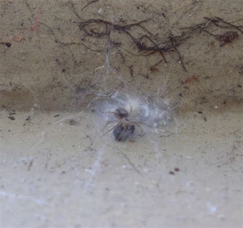 Wall Spider Guarding Egg Sacs Project Noah