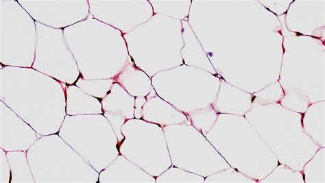 Il Tessuto Adiposo Caratteristiche Principali Microbiologia Italia