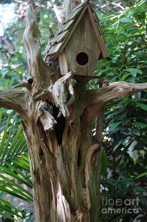 Tree Bird House Photograph By Maxine Billings