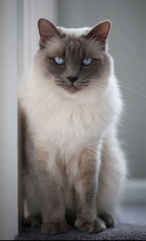 The Reasons Why We Love Balinese Cat Rescue Uk Balinese