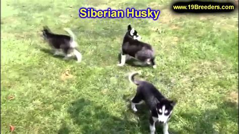 Michigan may not appear to offer much for pets, but it is a great travel destination. Siberian Husky, Puppies, For, Sale, In, Lansing, Michigan ...