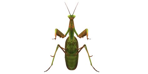 Praying Mantis Isolated On A Transparent Background PNG