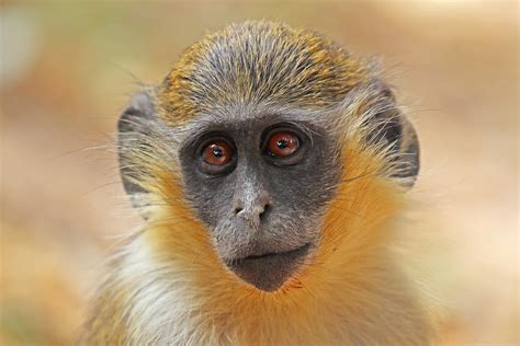 Filegreen Monkey Chlorocebus Sabaeus Wikimedia Commons