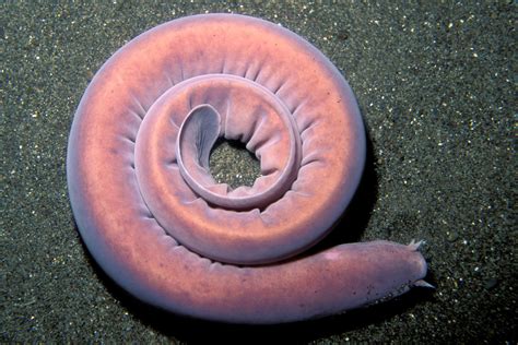 14 Fun Facts About Hagfish Science Smithsonian Magazine
