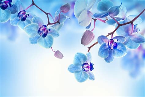 Orchid Flower 4k Wallpapers Wallpaper Cave