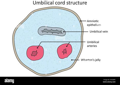 Estructura Histológica De Un Cordón Umbilical Sección Transversal