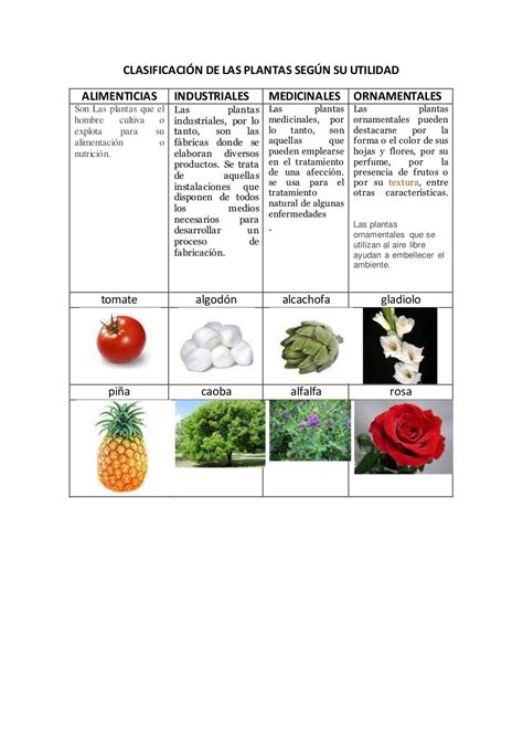 Clasificación De Las Plantas Según Su Utilidad