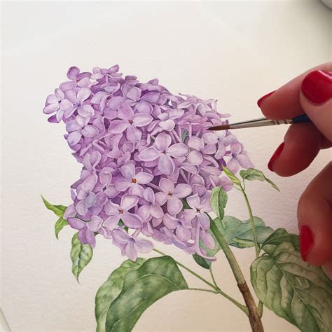 Lilac Watercolor Illustration On Behance