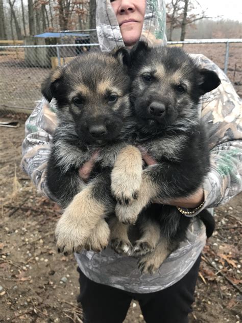 German Shepherd Puppies For Sale Fox Lake Il 258753