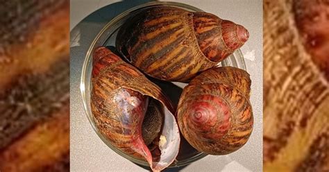 15 Giant Snails Capable Of Causing Rare Forms Of Meningitis In Humans