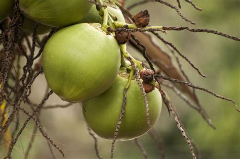 Free Stock Photo Of Coconut Bunch Download Free Images And Free